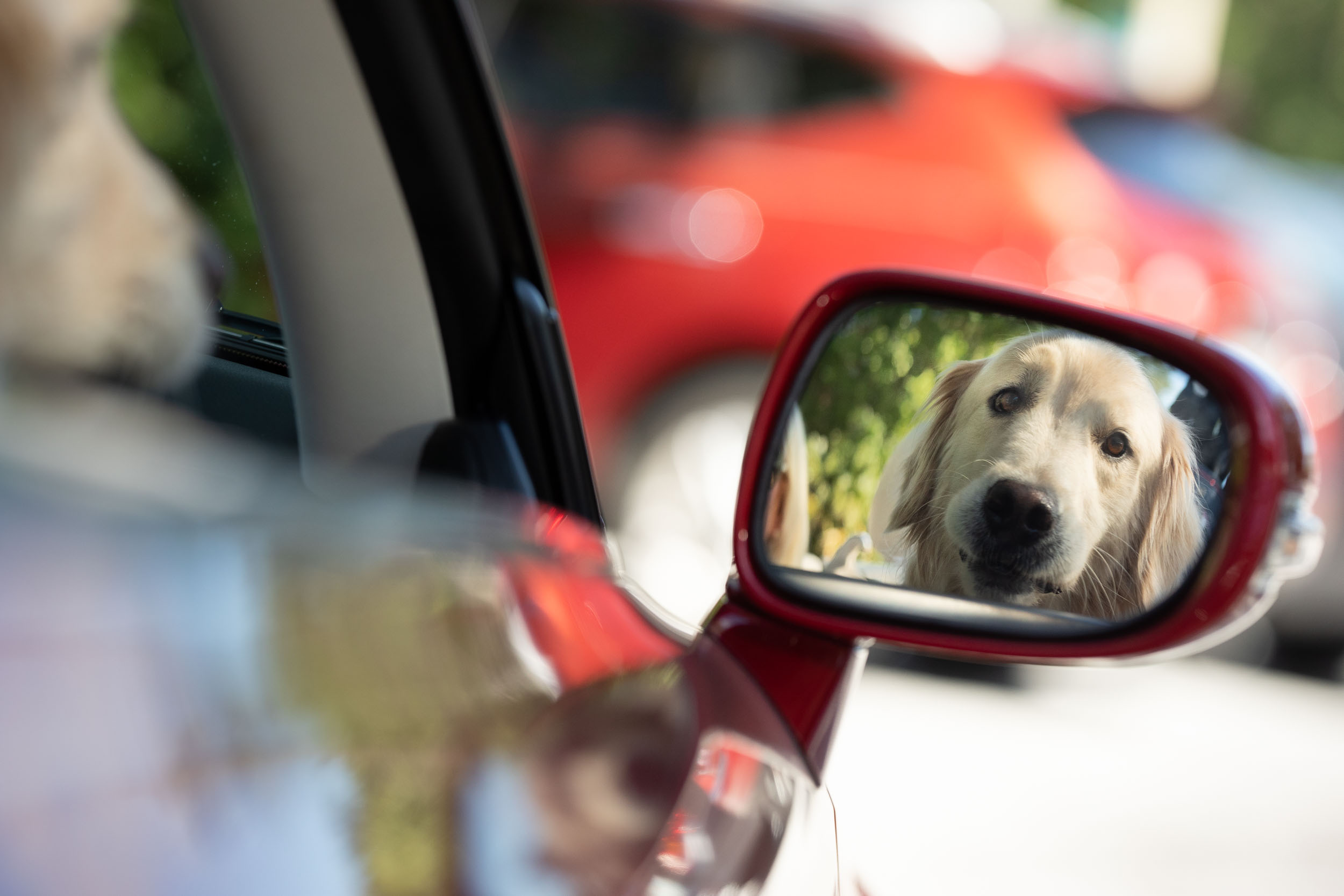Florida Photography | dog in car mirror | Steven Martine
